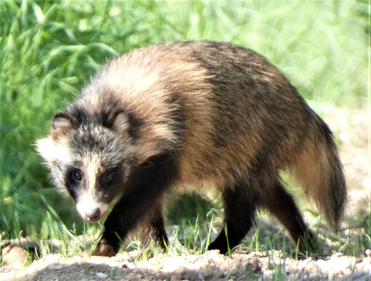 Gamtos rinkinys | Nature Photo Set