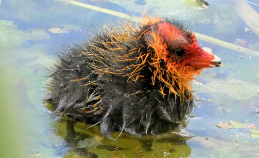 Paukščių jauniklis | Waterbird Chick – Nature Wildlife Photo