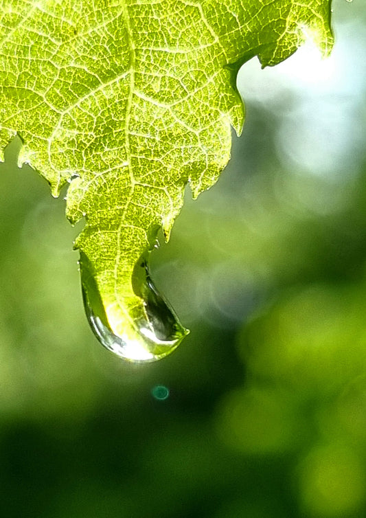 Momentas | Rain Drop on Leaf – Nature Macro Photo
