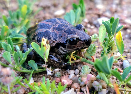 Rupūžė | Young Toad – Nature Photo Print