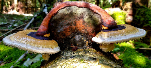 Laukinėje gamtoje fiksuoti kadrai. Wildlife photography.