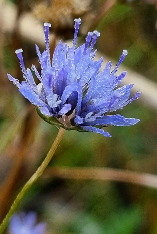 Gėlių rinkinys | Wildflower Collection – Nature Digital Prints