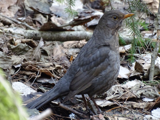 Paukščių jauniklis | Waterbird Chick – Nature Wildlife Photo