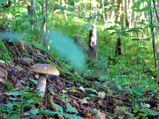 18 great photos. Forest flowers, plants, mushrooms, insects