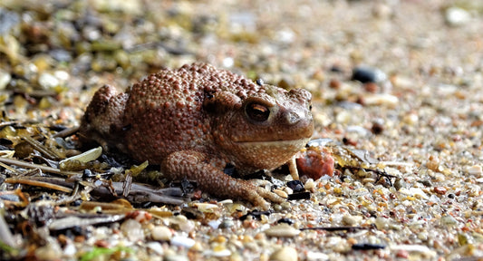 18 great photos. Forest flowers, plants, mushrooms, insects