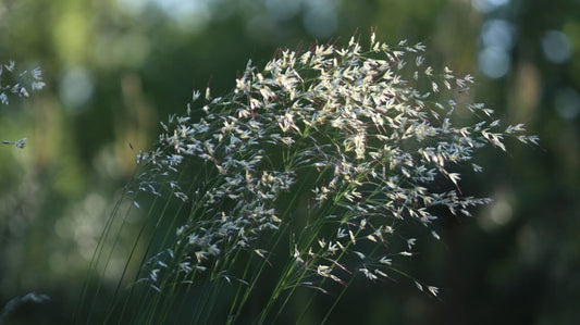 Gamtos gėlės | Nature Flowers – Digital Botanical Photo Set