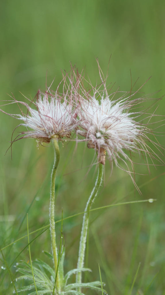 Lauko gėlių grakštumas