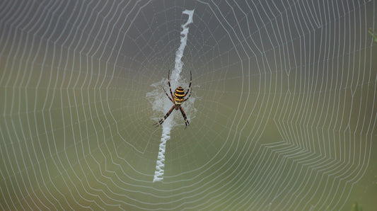 Paprastasis vapsvavoris | Wasp Spider – Digital Nature Photo