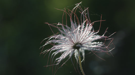Šilagėlė Pulsatilla