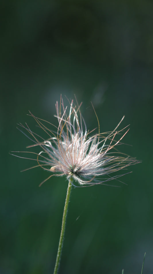 Šilagėlė Pulsatilla