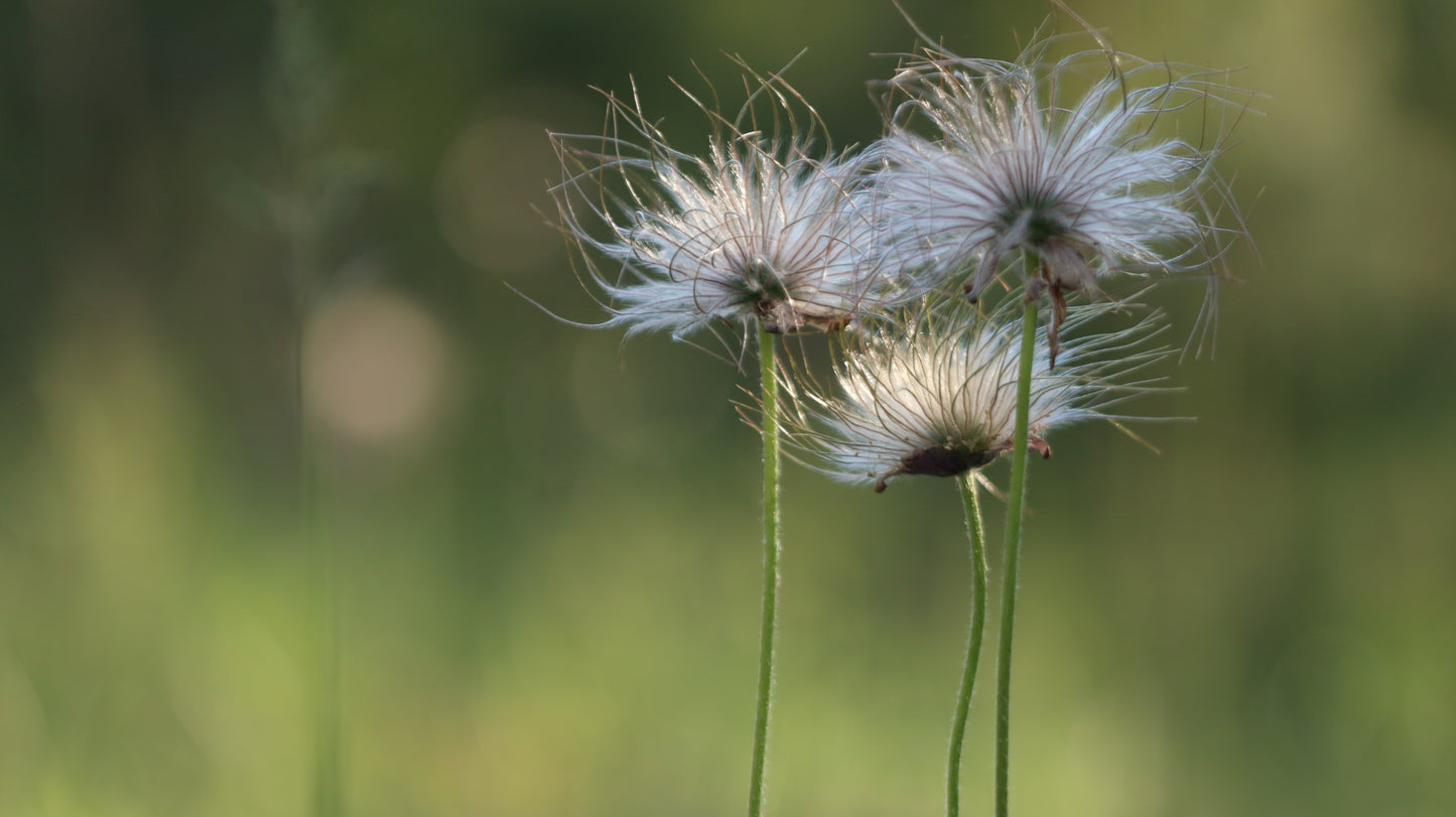 Šilagėlė Pulsatilla
