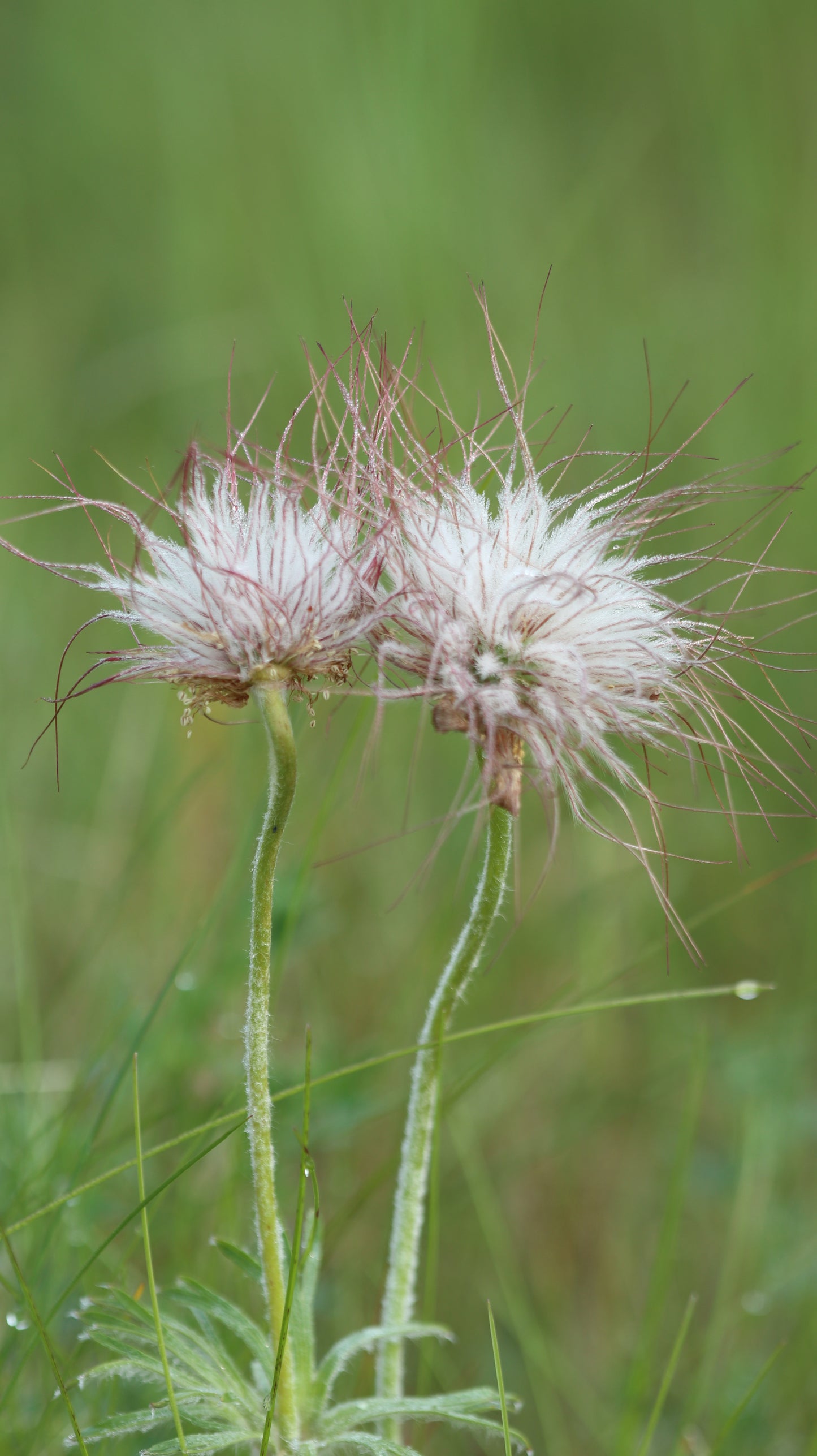 Šilagėlė Pulsatilla
