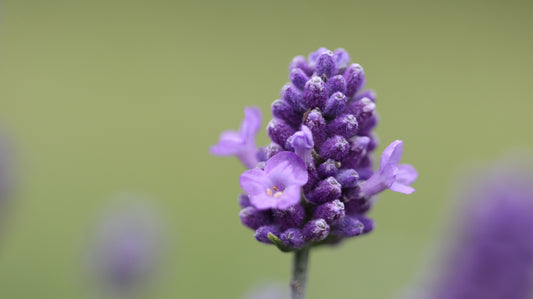 Wildflower Digital Photo Pack | Botanical Print Set (Flowers) Lauko Gėlių Skaitmeninių Nuotraukų Rinkinys | Botaniniai Spaudiniai