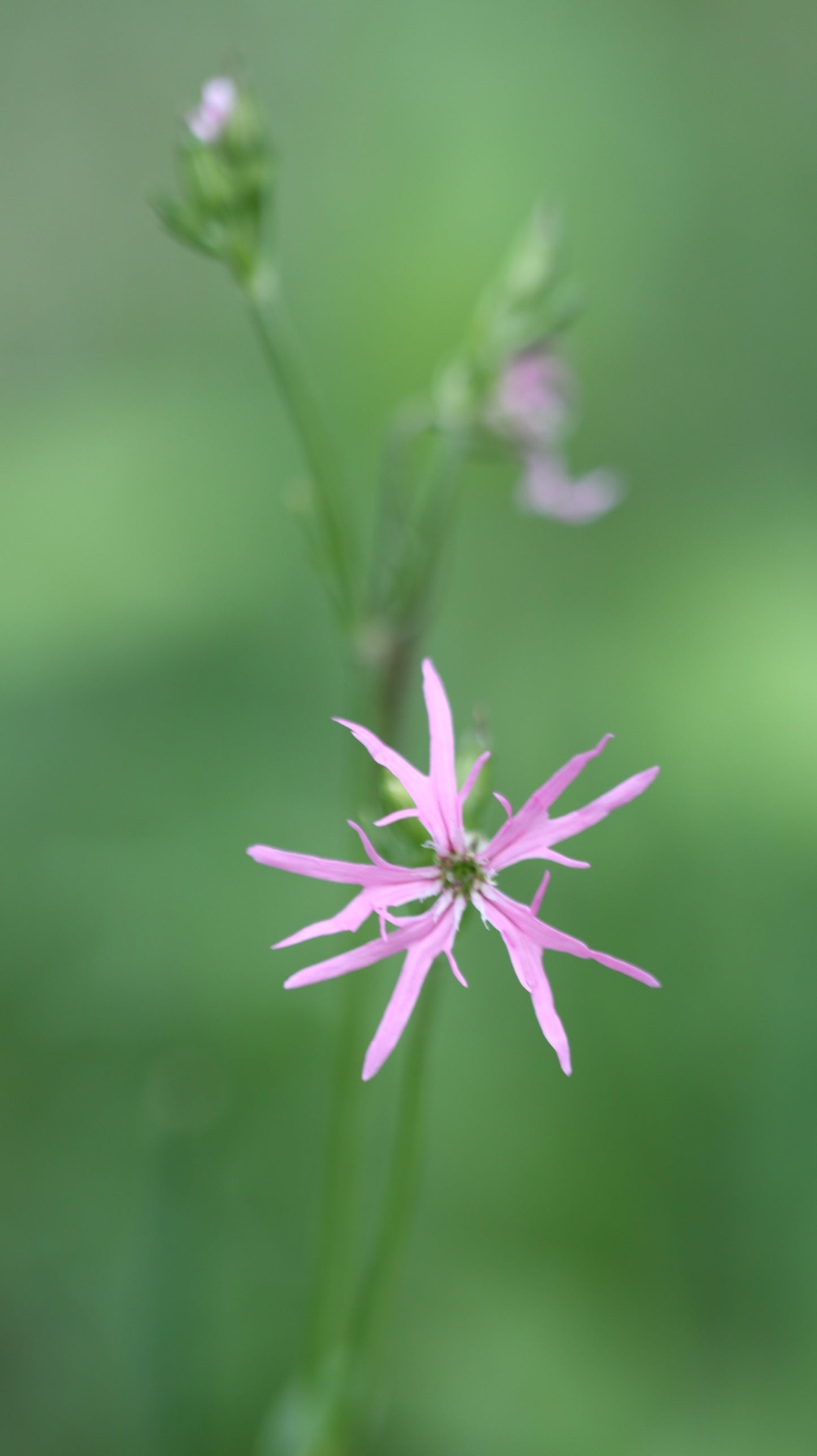 Wildflower Digital Photo Pack | Botanical Print Set (Flowers) Lauko Gėlių Skaitmeninių Nuotraukų Rinkinys | Botaniniai Spaudiniai