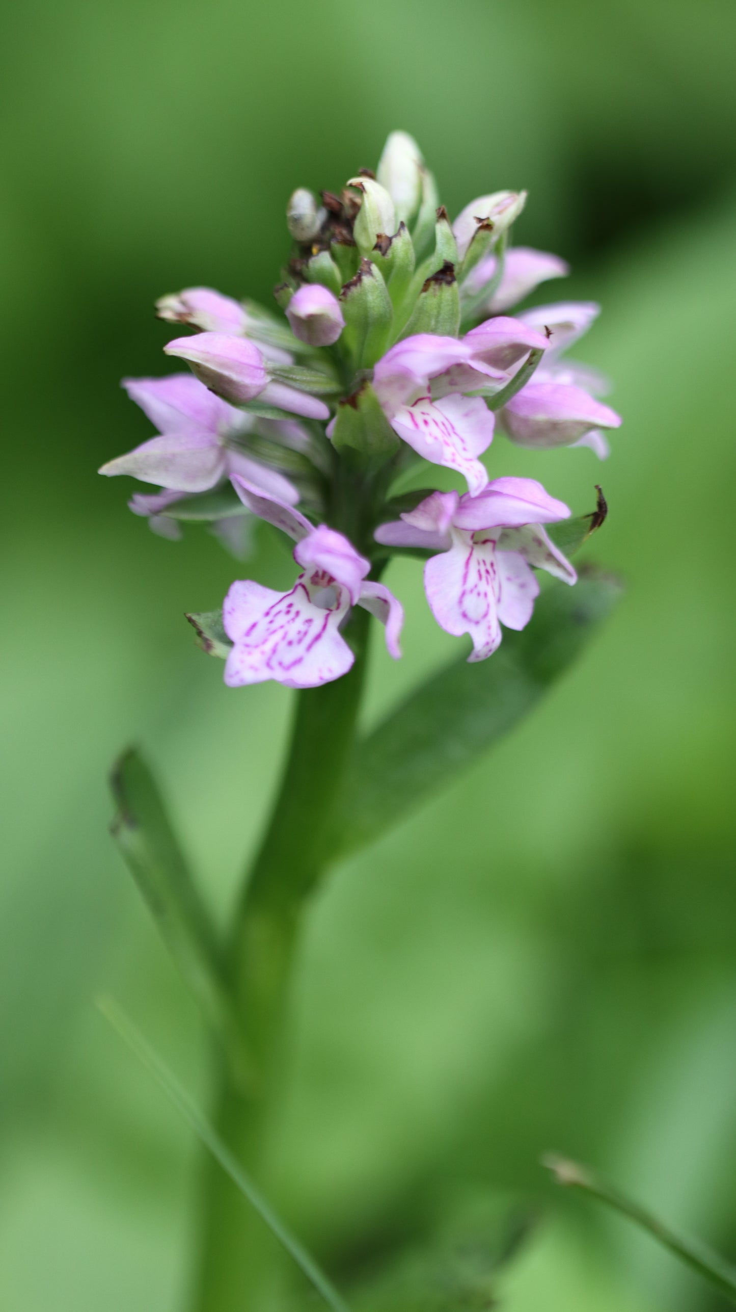Wildflower Digital Photo Pack | Botanical Print Set (Flowers) Lauko Gėlių Skaitmeninių Nuotraukų Rinkinys | Botaniniai Spaudiniai