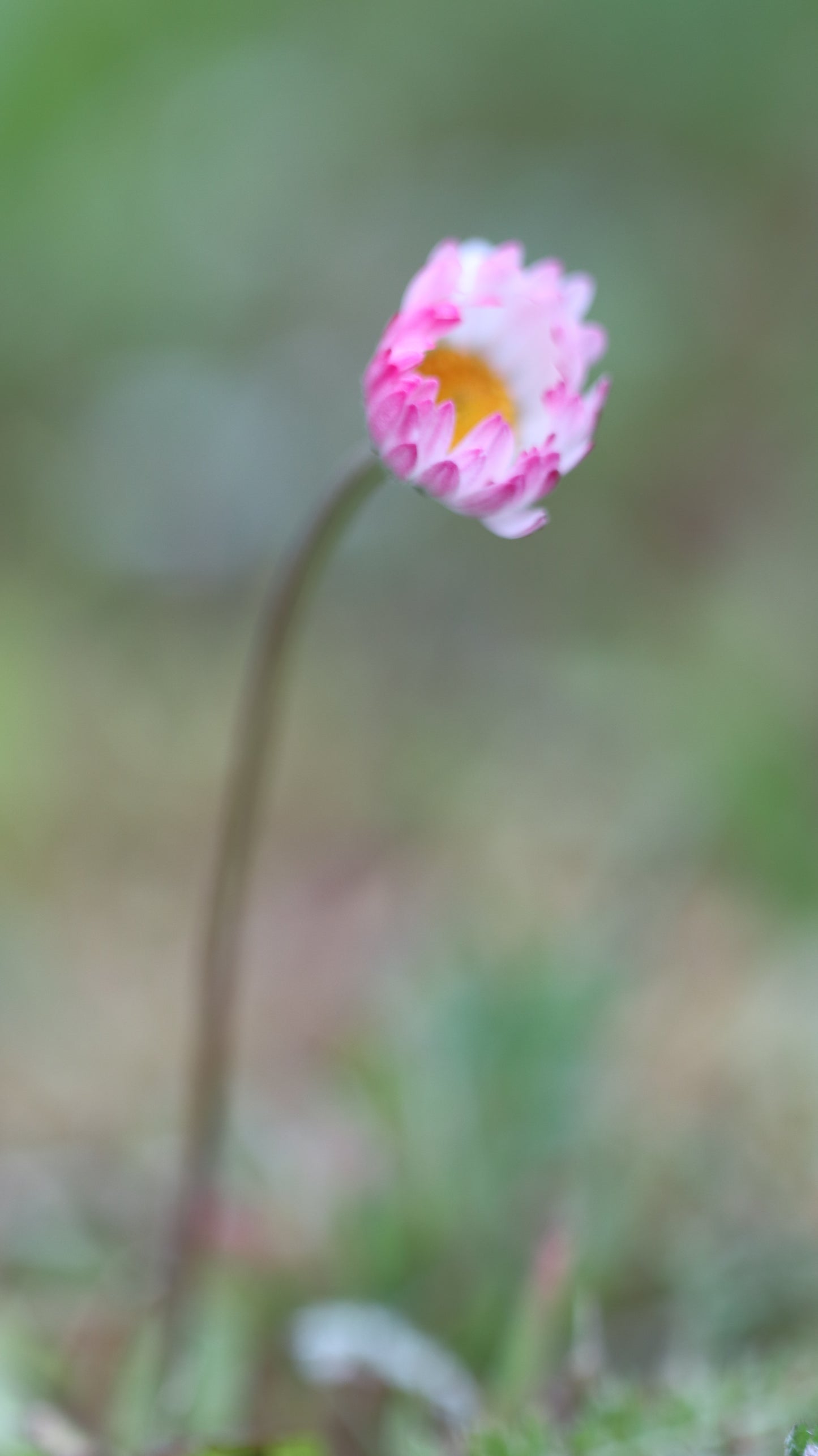 Wildflower Digital Photo Pack | Botanical Print Set (Flowers) Lauko Gėlių Skaitmeninių Nuotraukų Rinkinys | Botaniniai Spaudiniai