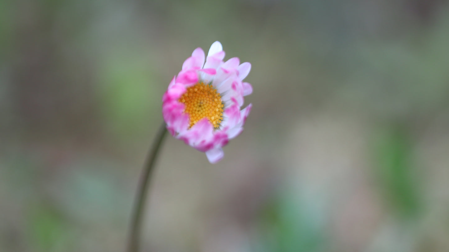 Wildflower Digital Photo Pack | Botanical Print Set (Flowers) Lauko Gėlių Skaitmeninių Nuotraukų Rinkinys | Botaniniai Spaudiniai