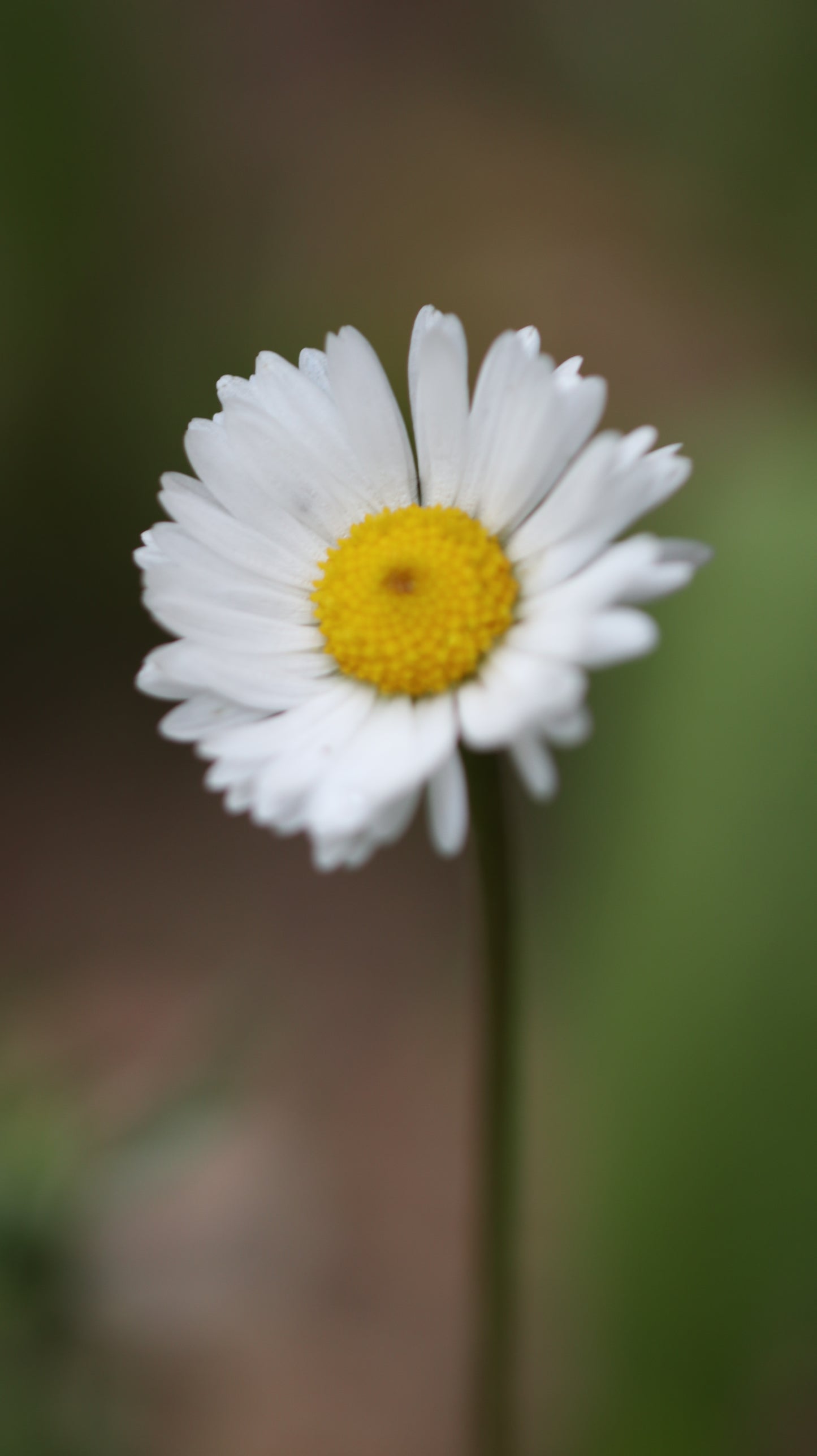 Wildflower Digital Photo Pack | Botanical Print Set (Flowers) Lauko Gėlių Skaitmeninių Nuotraukų Rinkinys | Botaniniai Spaudiniai