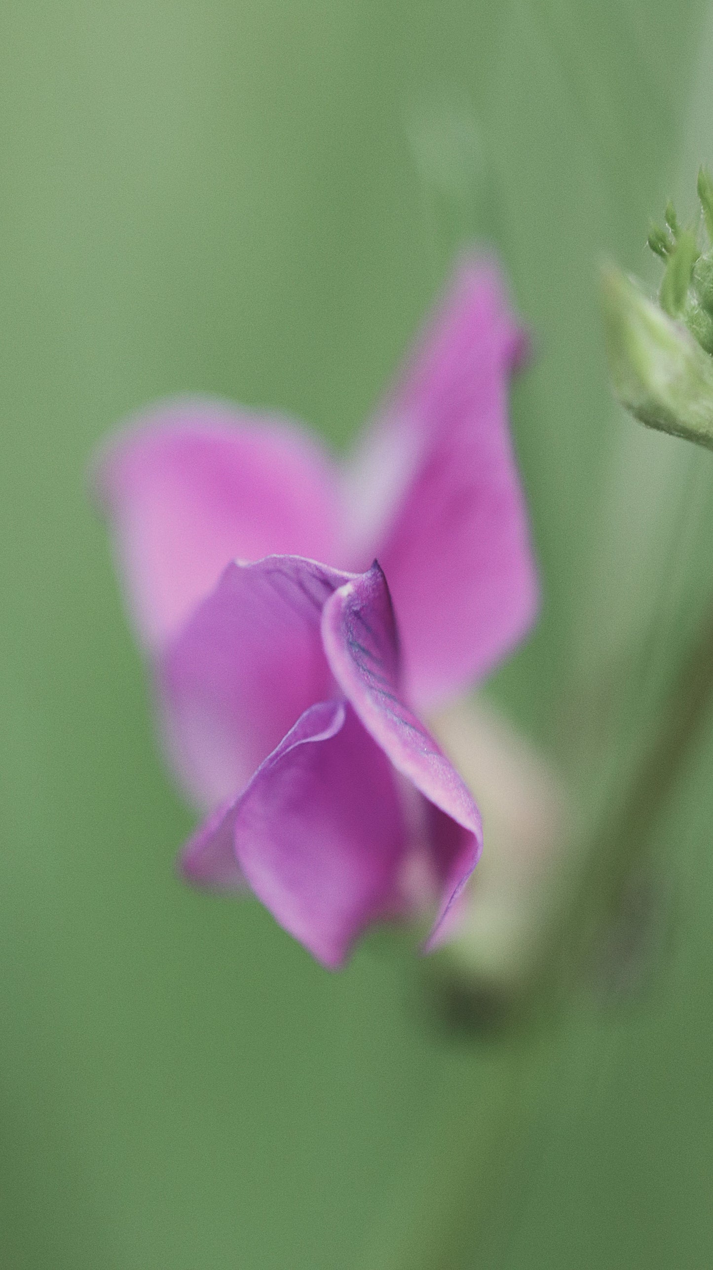 Wildflower Digital Photo Pack | Botanical Print Set (Flowers) Lauko Gėlių Skaitmeninių Nuotraukų Rinkinys | Botaniniai Spaudiniai
