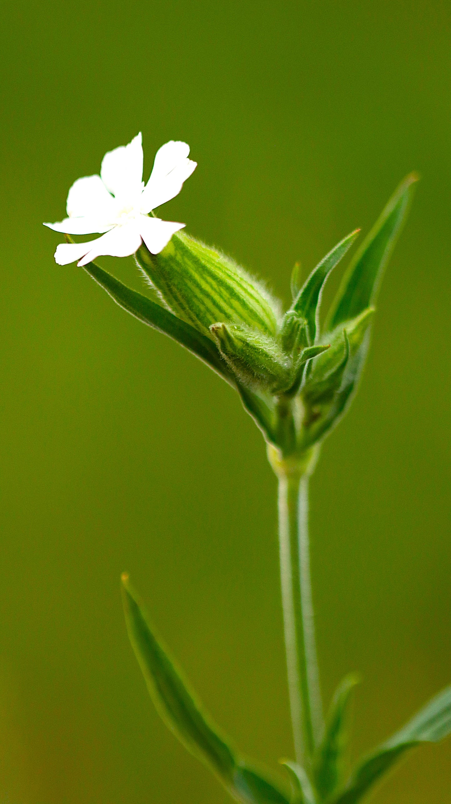 Wildflower Digital Photo Pack | Botanical Print Set (Flowers) Lauko Gėlių Skaitmeninių Nuotraukų Rinkinys | Botaniniai Spaudiniai