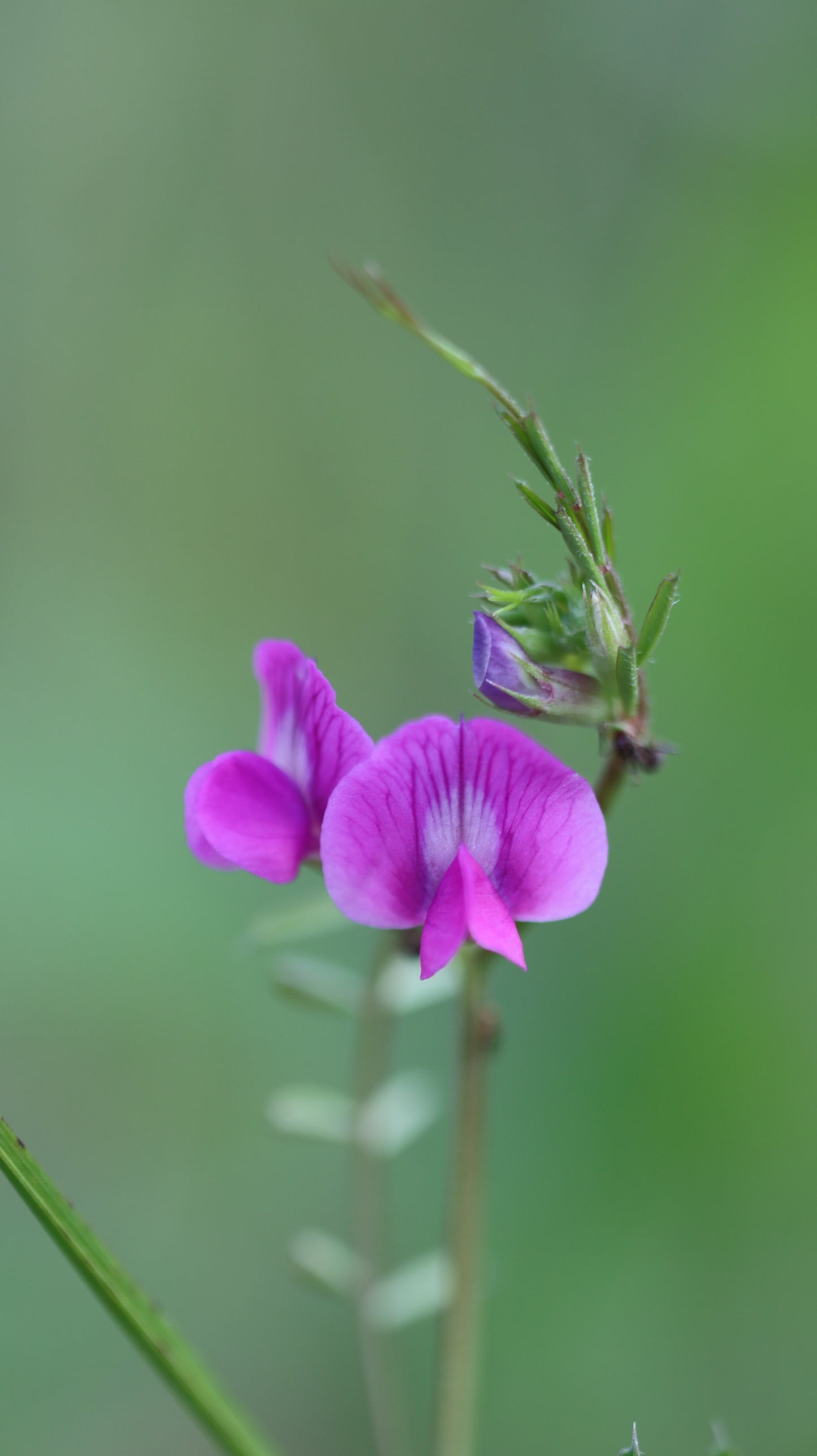 Wildflower Digital Photo Pack | Botanical Print Set (Flowers) Lauko Gėlių Skaitmeninių Nuotraukų Rinkinys | Botaniniai Spaudiniai