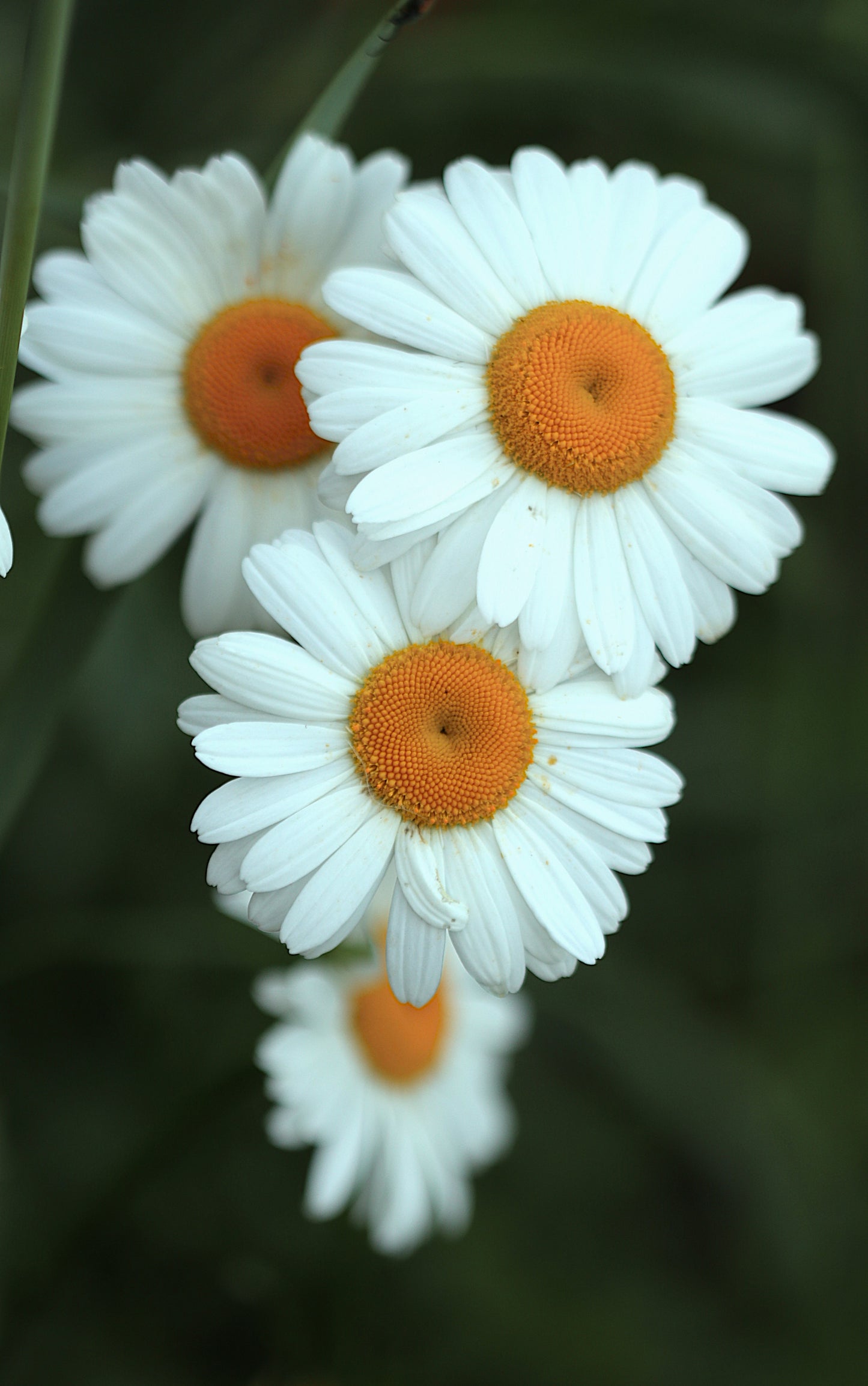 Wildflower Digital Photo Pack | Botanical Print Set (Flowers) Lauko Gėlių Skaitmeninių Nuotraukų Rinkinys | Botaniniai Spaudiniai