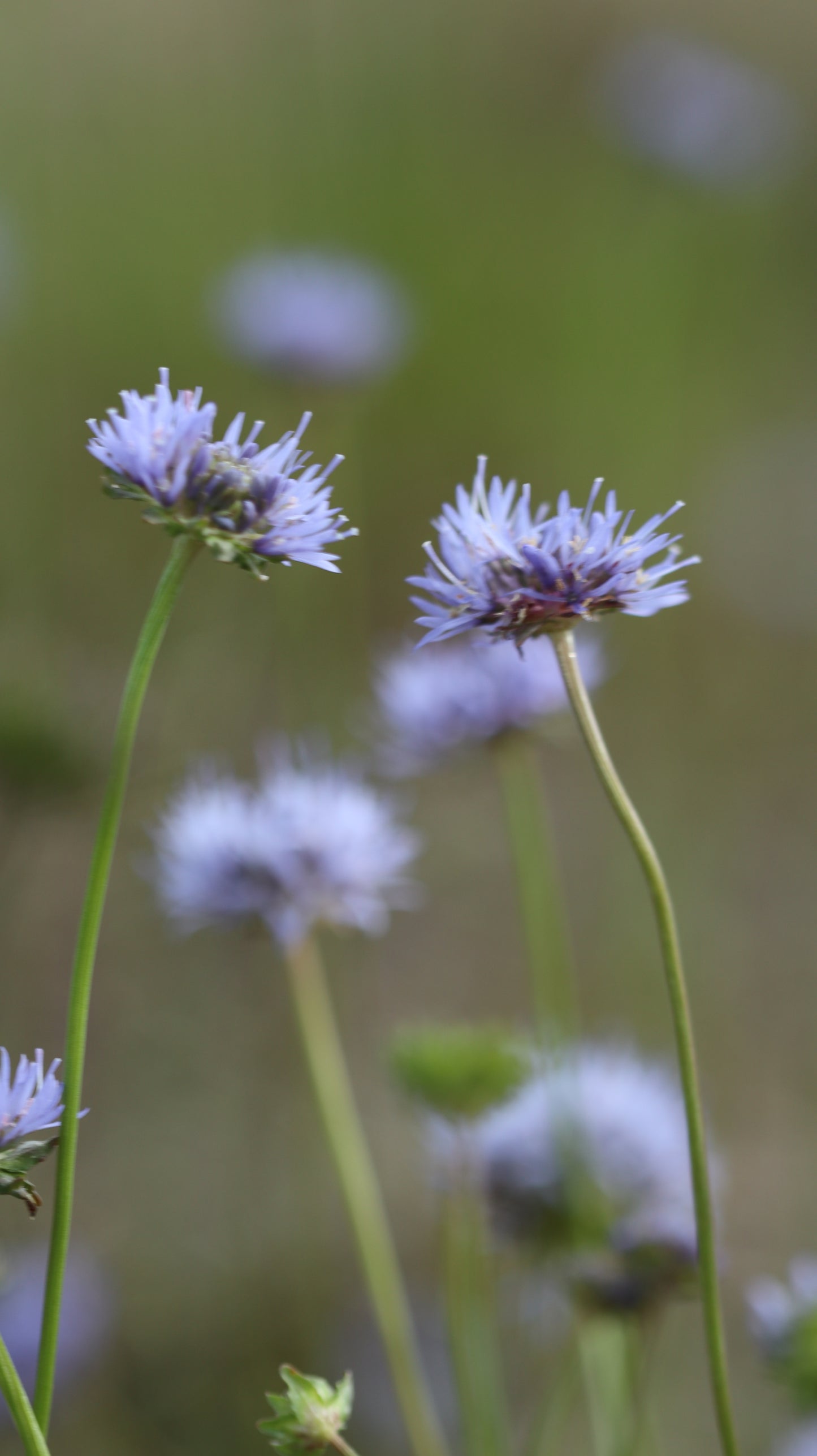 Wildflower Digital Photo Pack | Botanical Print Set (Flowers) Lauko Gėlių Skaitmeninių Nuotraukų Rinkinys | Botaniniai Spaudiniai