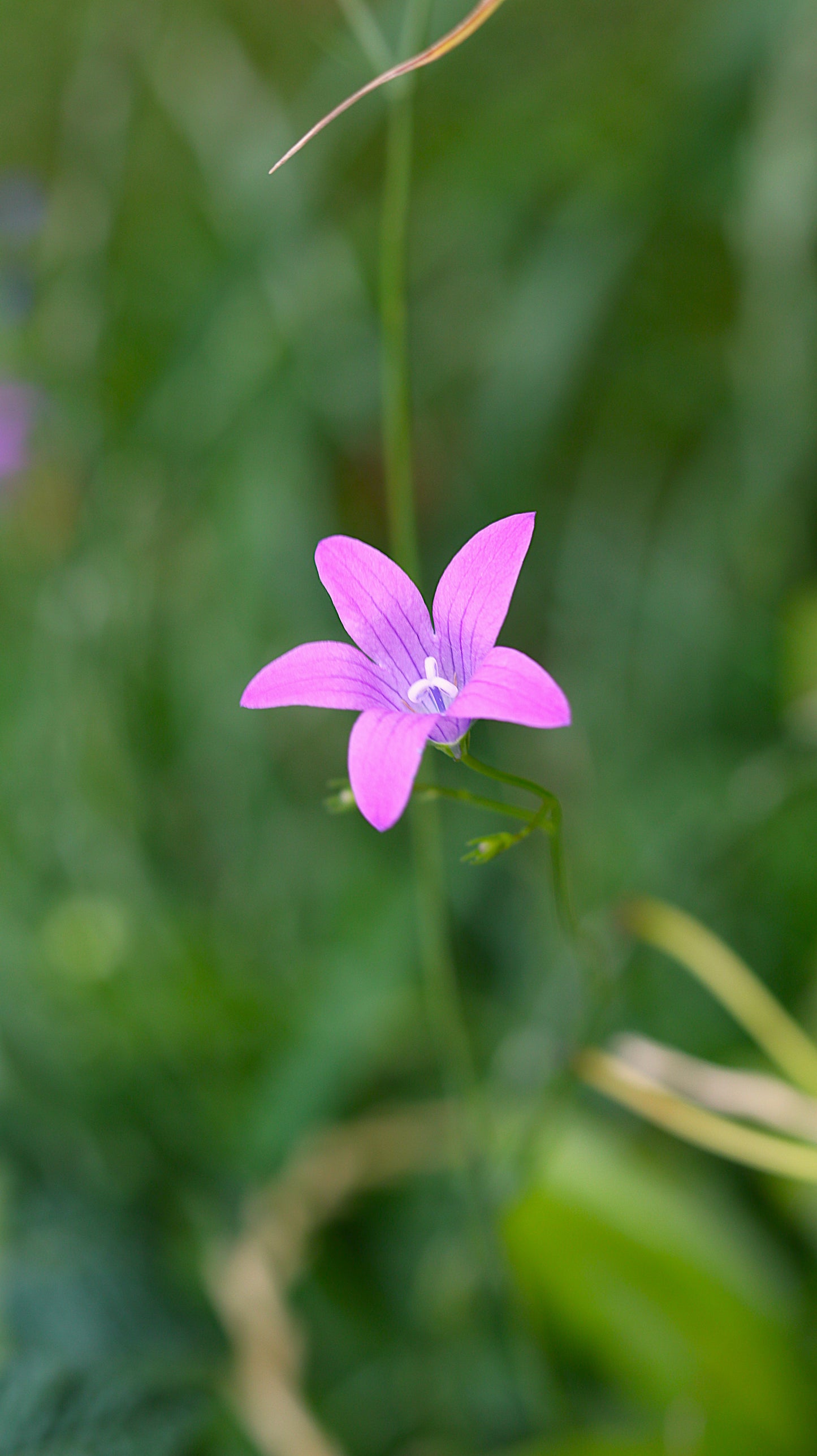Wildflower Digital Photo Pack | Botanical Print Set (Flowers) Lauko Gėlių Skaitmeninių Nuotraukų Rinkinys | Botaniniai Spaudiniai