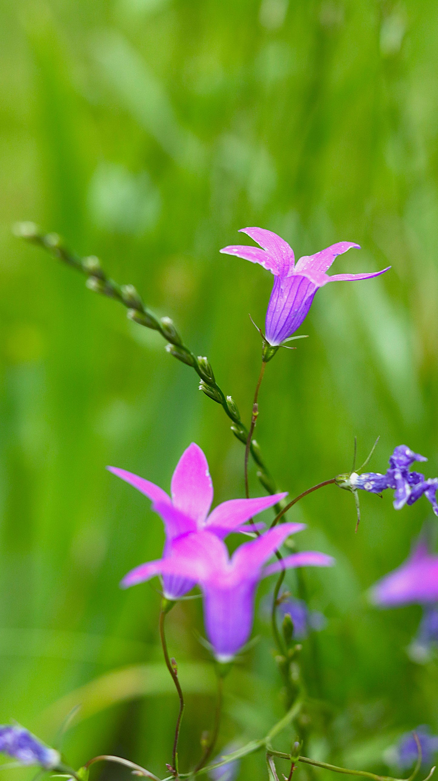 Wildflower Digital Photo Pack | Botanical Print Set (Flowers) Lauko Gėlių Skaitmeninių Nuotraukų Rinkinys | Botaniniai Spaudiniai
