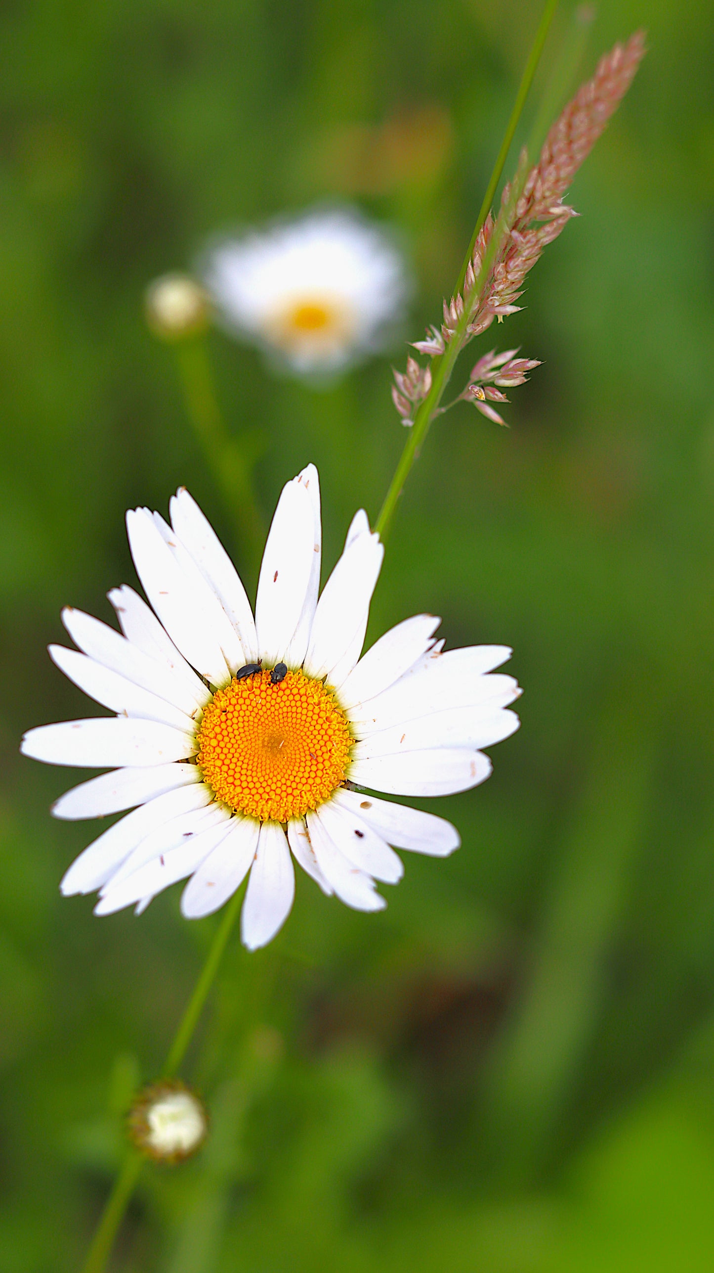 Wildflower Digital Photo Pack | Botanical Print Set (Flowers) Lauko Gėlių Skaitmeninių Nuotraukų Rinkinys | Botaniniai Spaudiniai