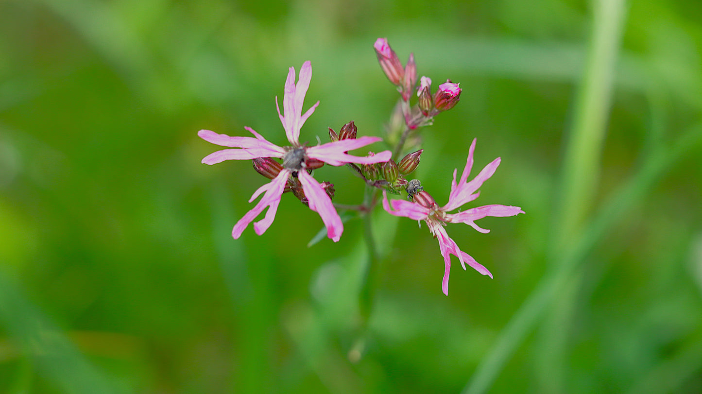 Wildflower Digital Photo Pack | Botanical Print Set (Flowers) Lauko Gėlių Skaitmeninių Nuotraukų Rinkinys | Botaniniai Spaudiniai