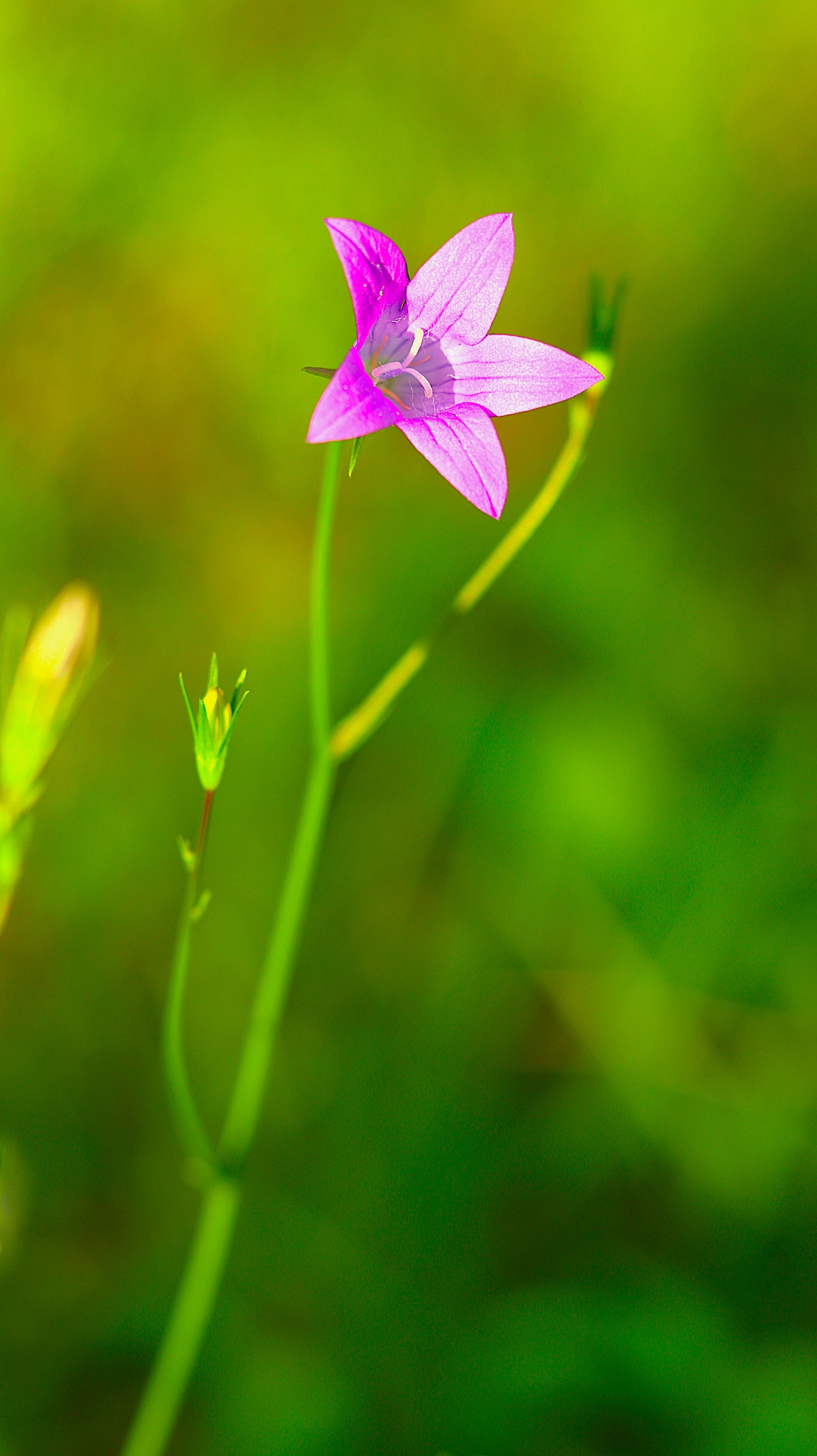 Wildflower Digital Photo Pack | Botanical Print Set (Flowers) Lauko Gėlių Skaitmeninių Nuotraukų Rinkinys | Botaniniai Spaudiniai
