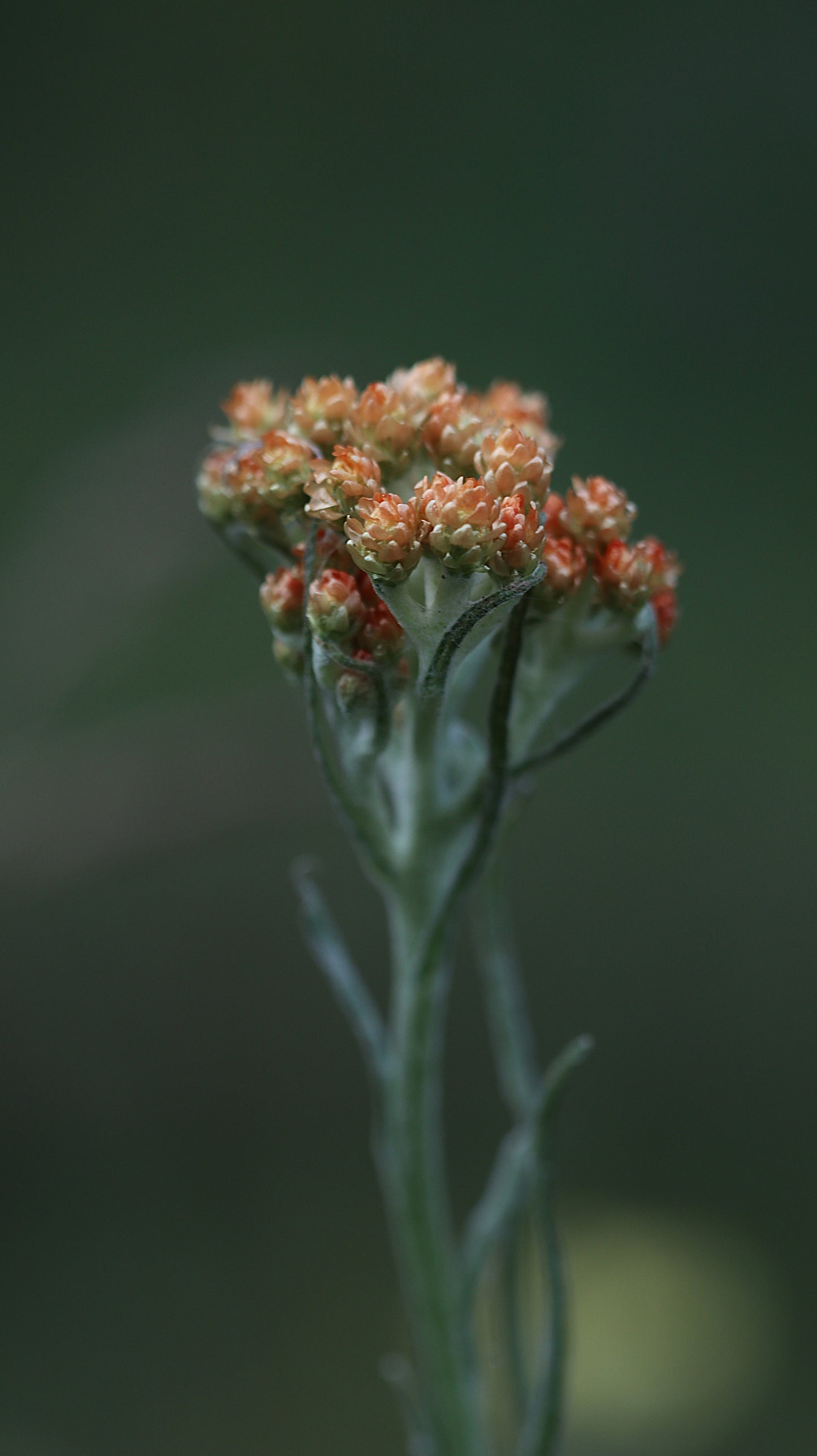 Wildflower Digital Photo Pack | Botanical Print Set (Flowers) Lauko Gėlių Skaitmeninių Nuotraukų Rinkinys | Botaniniai Spaudiniai