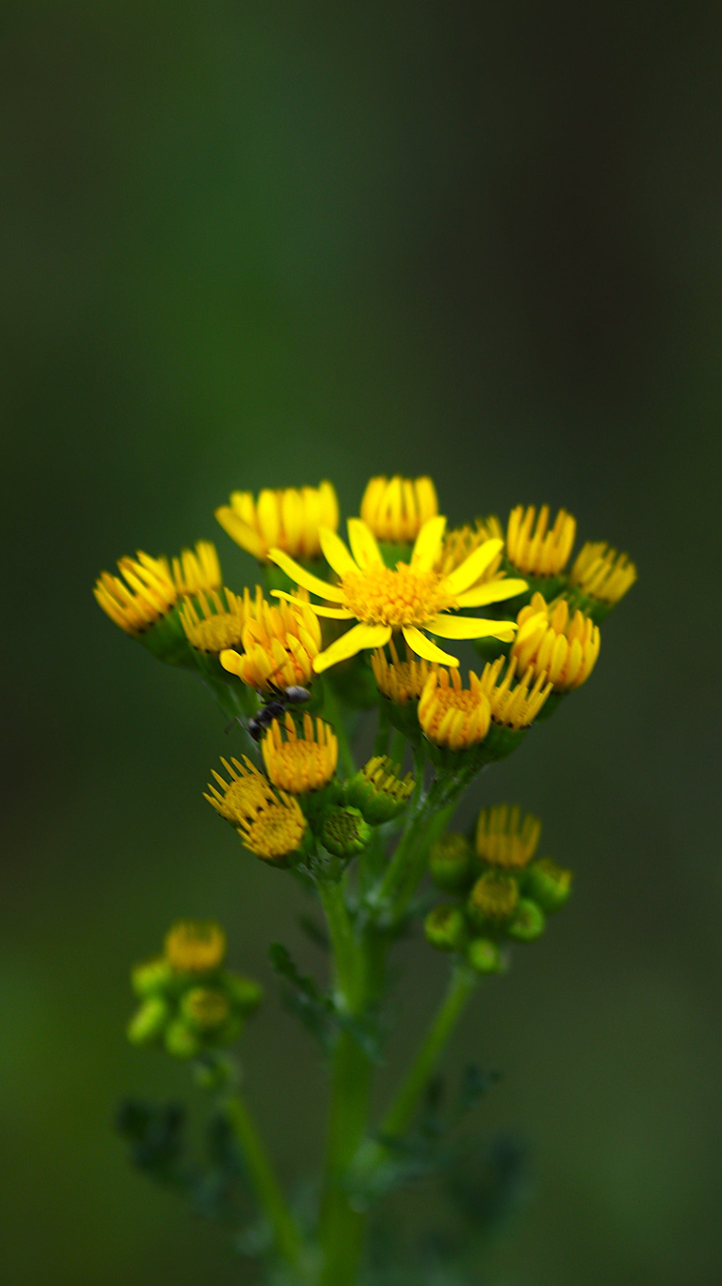 Wildflower Digital Photo Pack | Botanical Print Set (Flowers) Lauko Gėlių Skaitmeninių Nuotraukų Rinkinys | Botaniniai Spaudiniai
