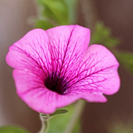 Gamtos gėlės | Nature Flowers – Digital Botanical Photo Set