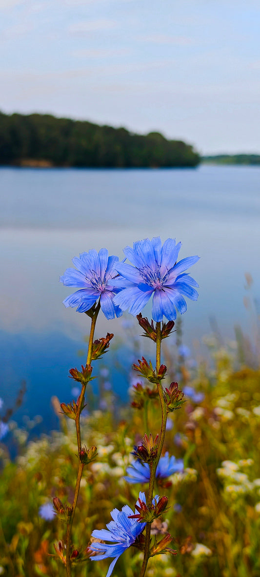 Wildflower Digital Photo Pack | Botanical Print Set (Flowers) Lauko Gėlių Skaitmeninių Nuotraukų Rinkinys | Botaniniai Spaudiniai