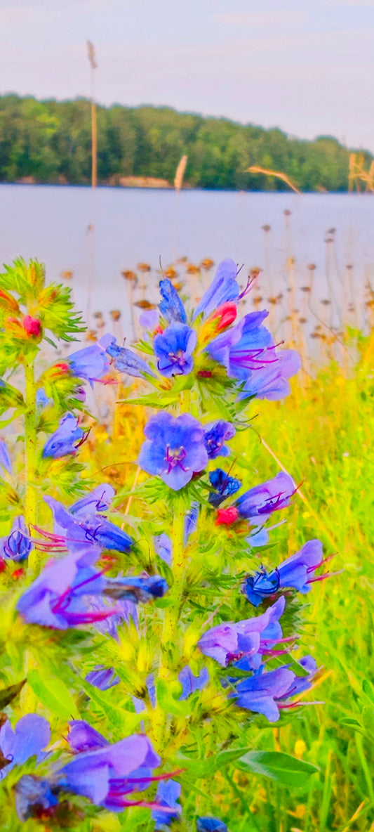 Wildflower Digital Photo Pack | Botanical Print Set (Flowers) Lauko Gėlių Skaitmeninių Nuotraukų Rinkinys | Botaniniai Spaudiniai