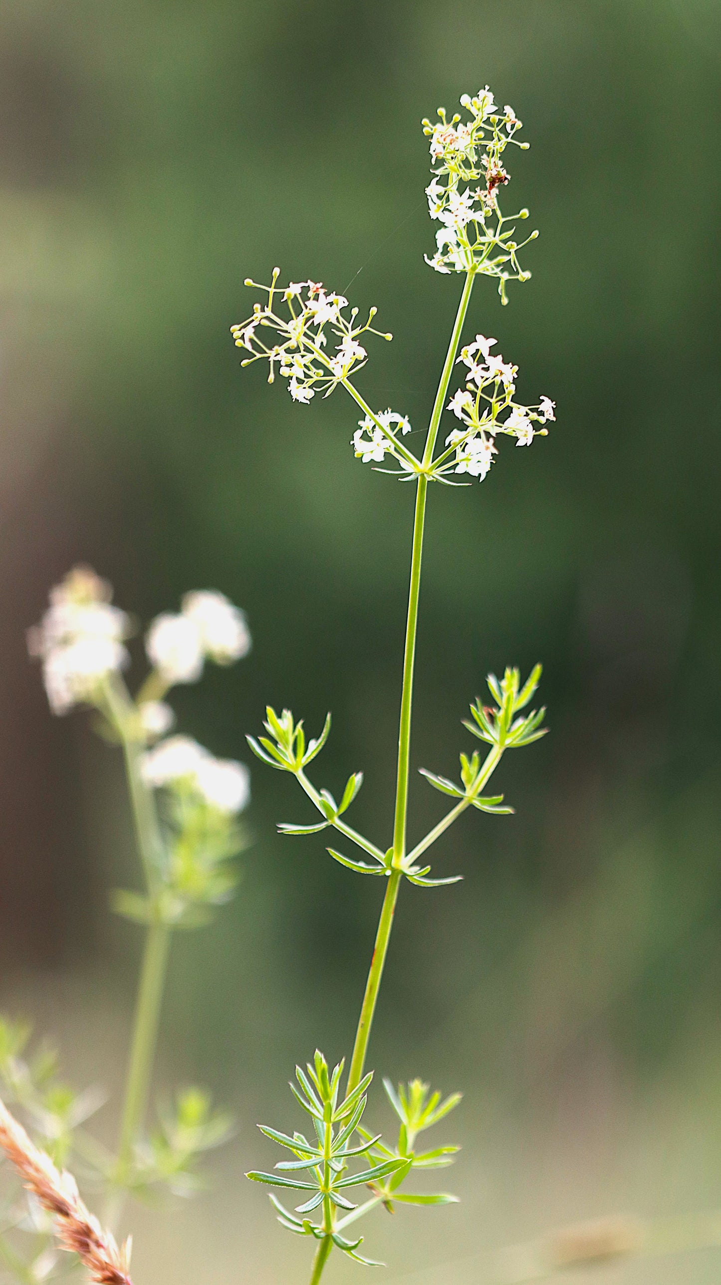 Wildflower Digital Photo Pack | Botanical Print Set (Flowers) Lauko Gėlių Skaitmeninių Nuotraukų Rinkinys | Botaniniai Spaudiniai