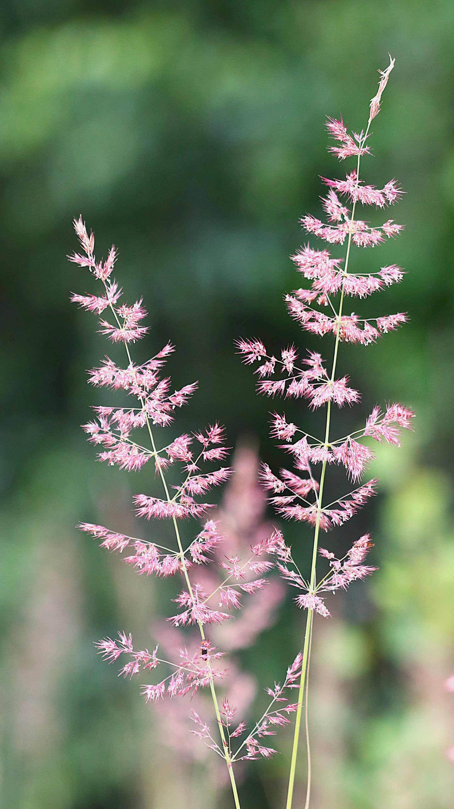 Wildflower Digital Photo Pack | Botanical Print Set (Flowers) Lauko Gėlių Skaitmeninių Nuotraukų Rinkinys | Botaniniai Spaudiniai