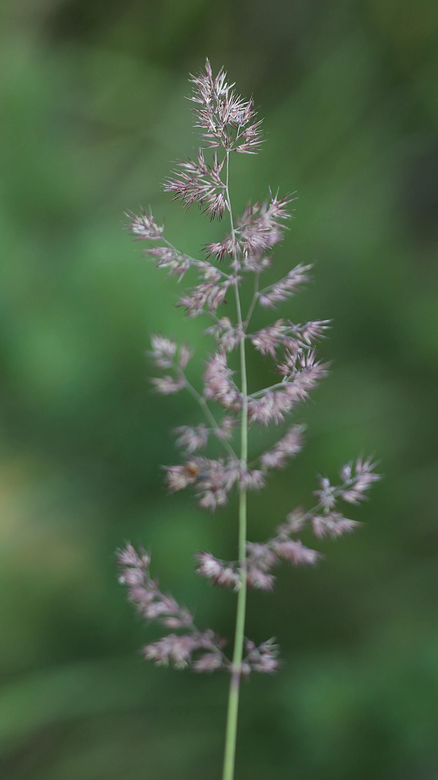 Wildflower Digital Photo Pack | Botanical Print Set (Flowers) Lauko Gėlių Skaitmeninių Nuotraukų Rinkinys | Botaniniai Spaudiniai