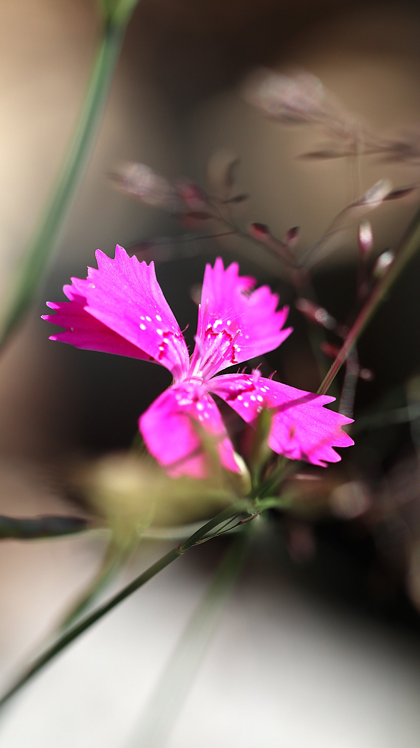 Wildflower Digital Photo Pack | Botanical Print Set (Flowers) Lauko Gėlių Skaitmeninių Nuotraukų Rinkinys | Botaniniai Spaudiniai