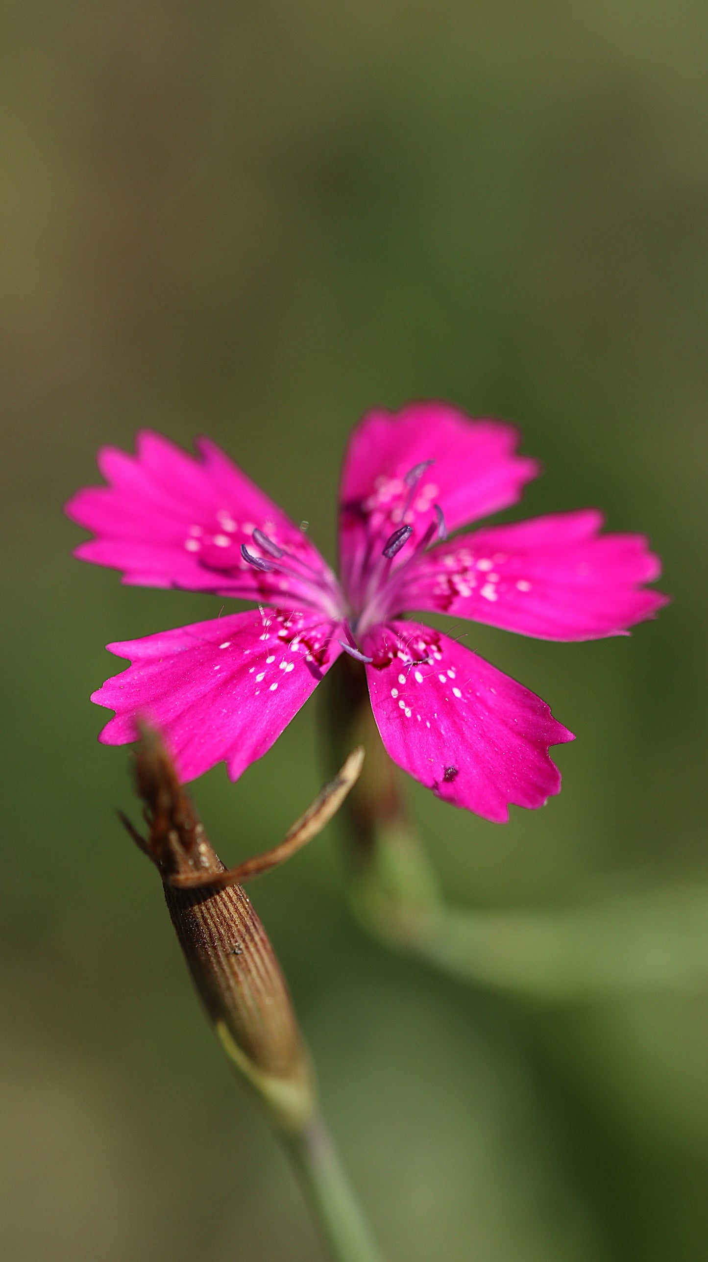 Wildflower Digital Photo Pack | Botanical Print Set (Flowers) Lauko Gėlių Skaitmeninių Nuotraukų Rinkinys | Botaniniai Spaudiniai