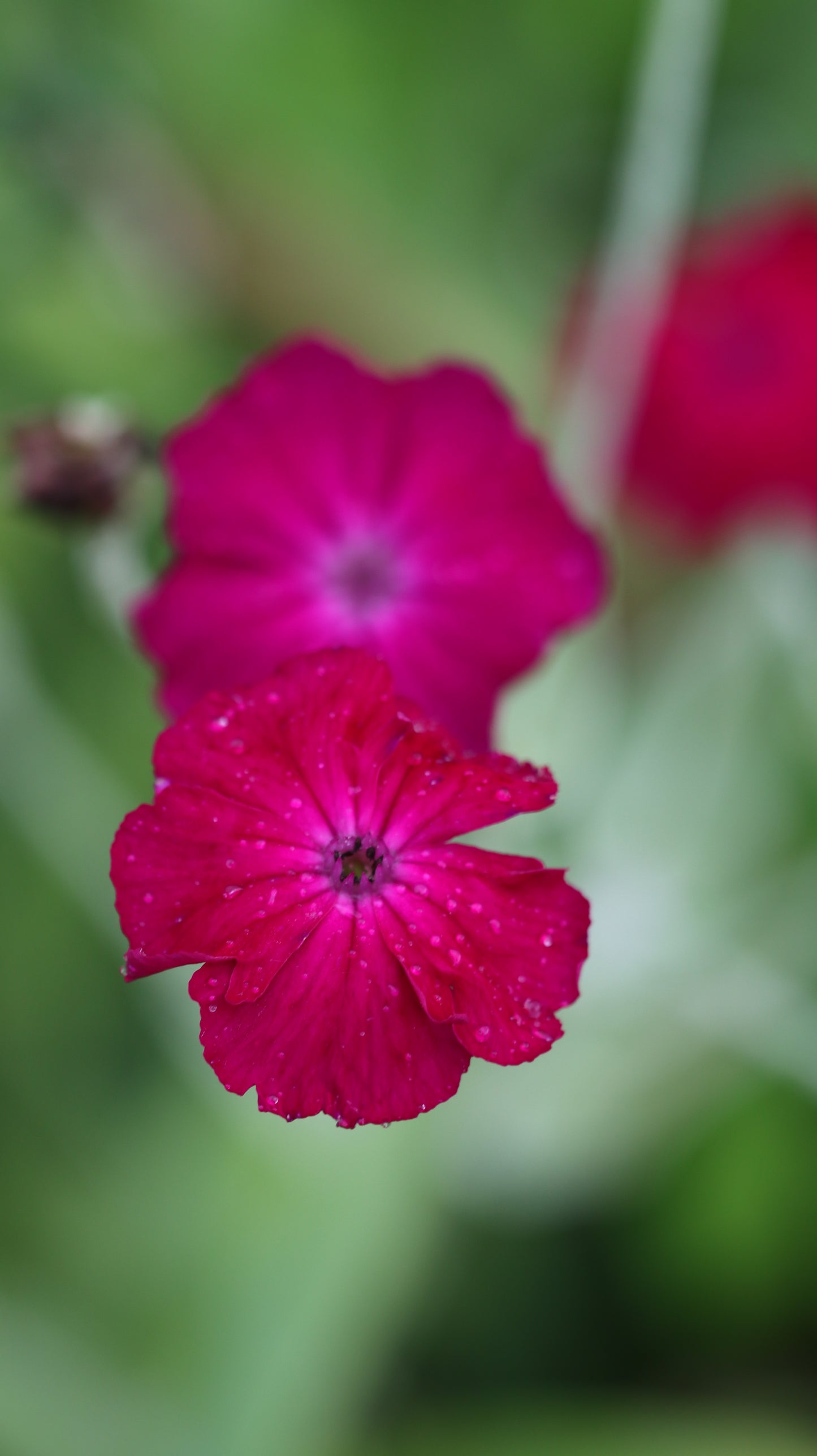 Wildflower Digital Photo Pack | Botanical Print Set (Flowers) Lauko Gėlių Skaitmeninių Nuotraukų Rinkinys | Botaniniai Spaudiniai