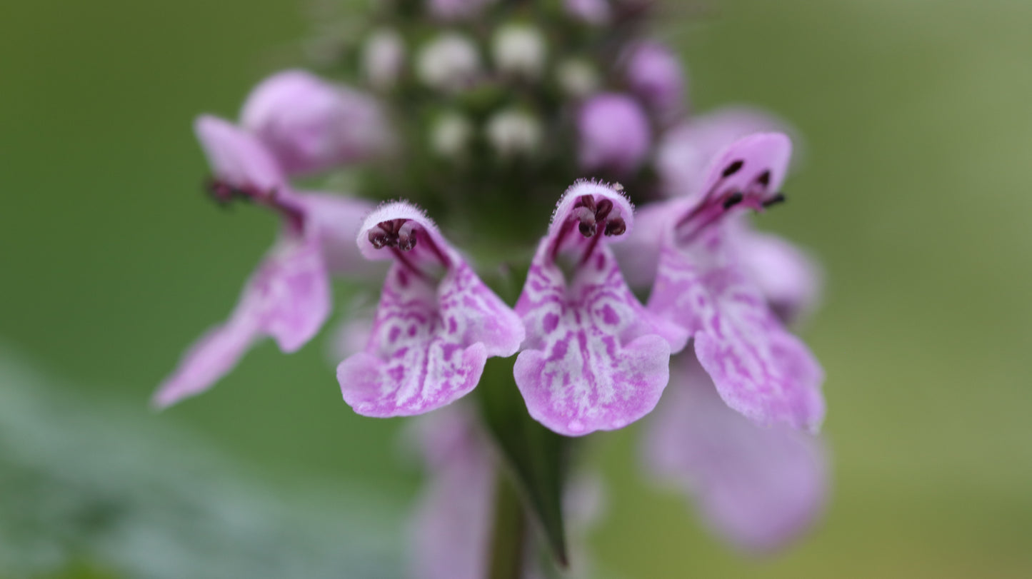 Wildflower Digital Photo Pack | Botanical Print Set (Flowers) Lauko Gėlių Skaitmeninių Nuotraukų Rinkinys | Botaniniai Spaudiniai