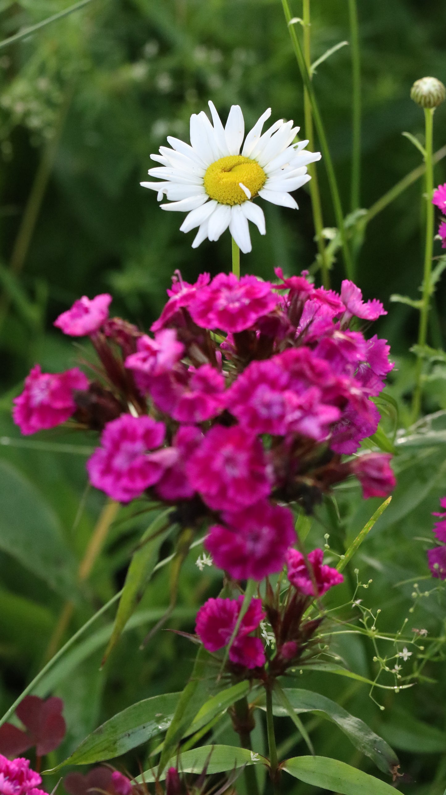 Wildflower Digital Photo Pack | Botanical Print Set (Flowers) Lauko Gėlių Skaitmeninių Nuotraukų Rinkinys | Botaniniai Spaudiniai