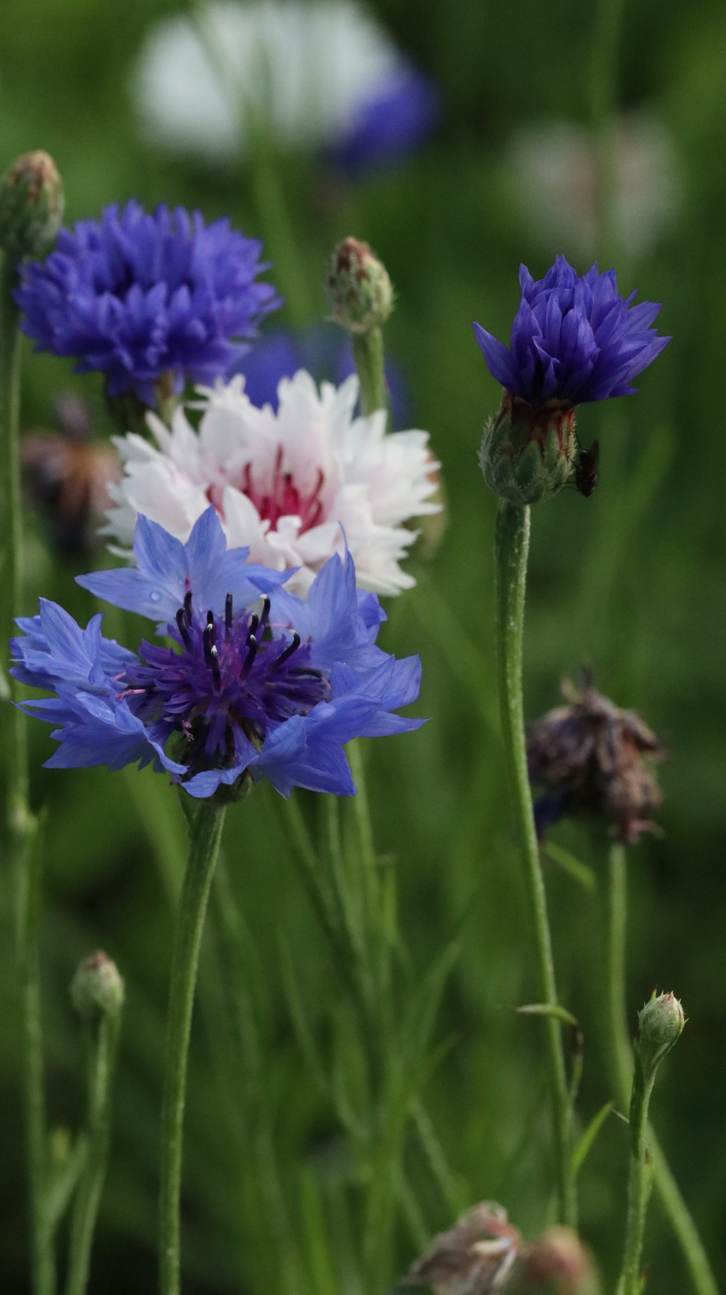 Wildflower Digital Photo Pack | Botanical Print Set (Flowers) Lauko Gėlių Skaitmeninių Nuotraukų Rinkinys | Botaniniai Spaudiniai