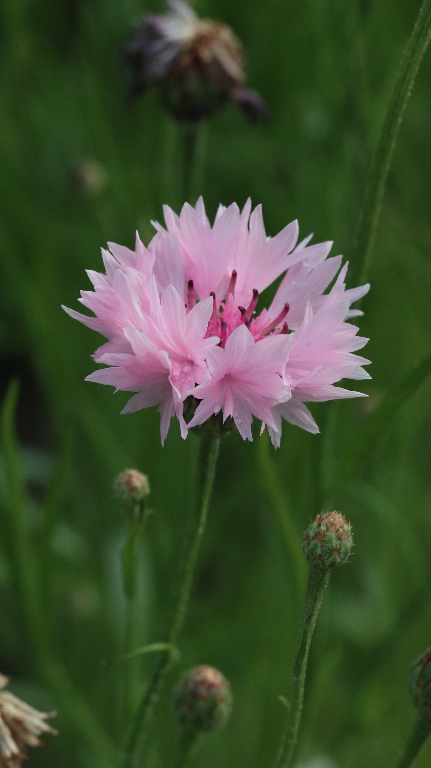 Wildflower Digital Photo Pack | Botanical Print Set (Flowers) Lauko Gėlių Skaitmeninių Nuotraukų Rinkinys | Botaniniai Spaudiniai