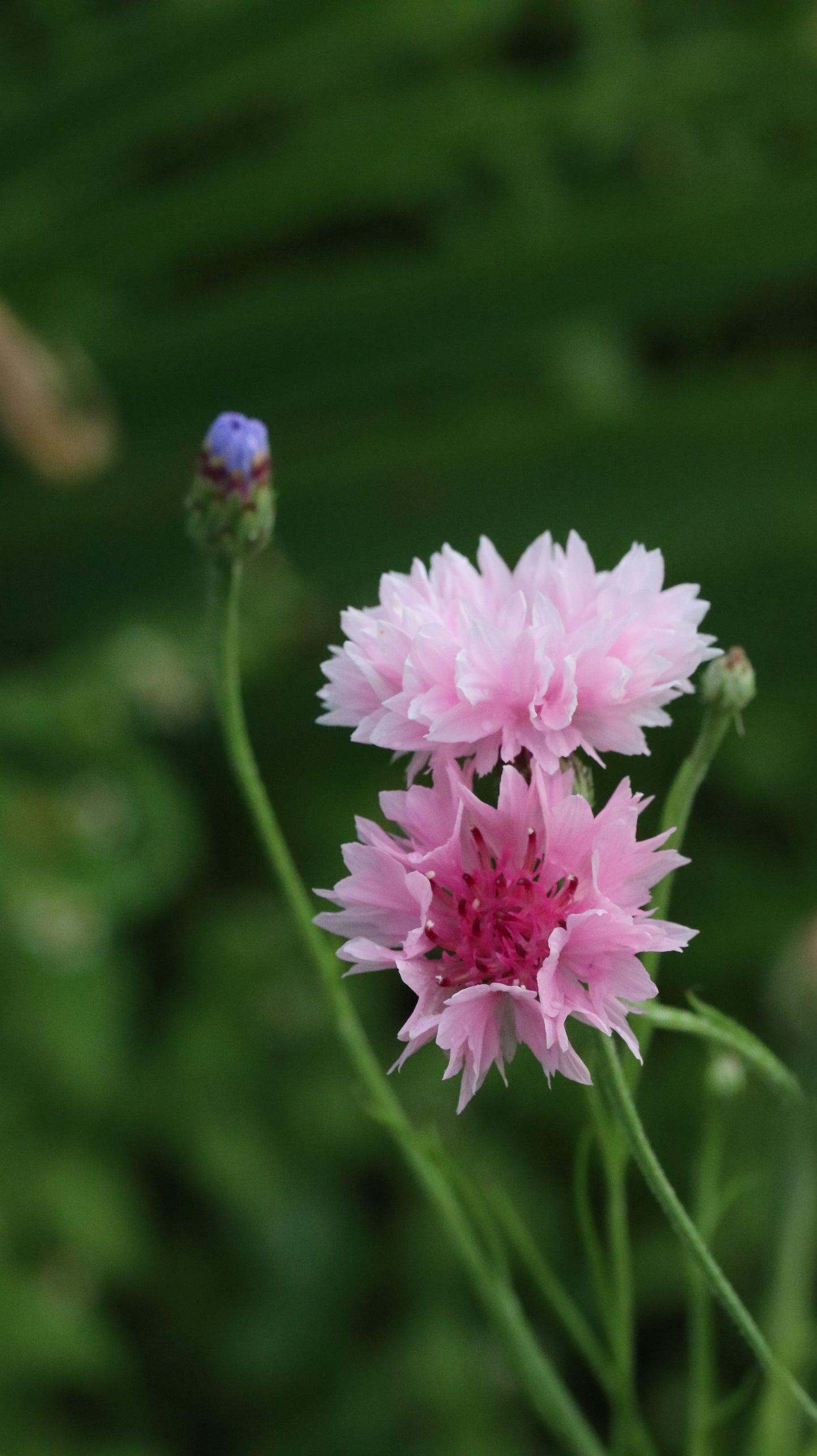 Wildflower Digital Photo Pack | Botanical Print Set (Flowers) Lauko Gėlių Skaitmeninių Nuotraukų Rinkinys | Botaniniai Spaudiniai