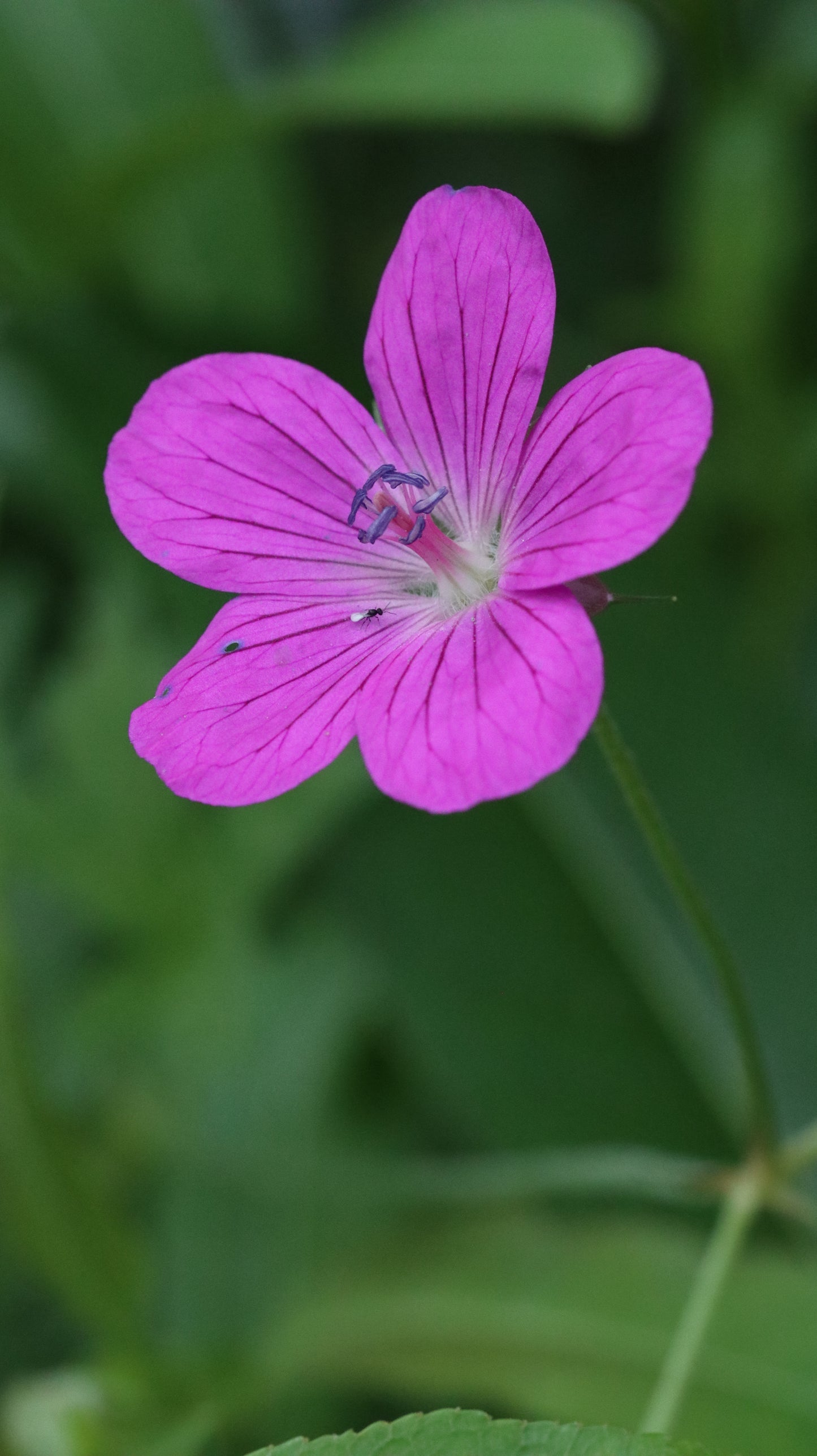 Wildflower Digital Photo Pack | Botanical Print Set (Flowers) Lauko Gėlių Skaitmeninių Nuotraukų Rinkinys | Botaniniai Spaudiniai