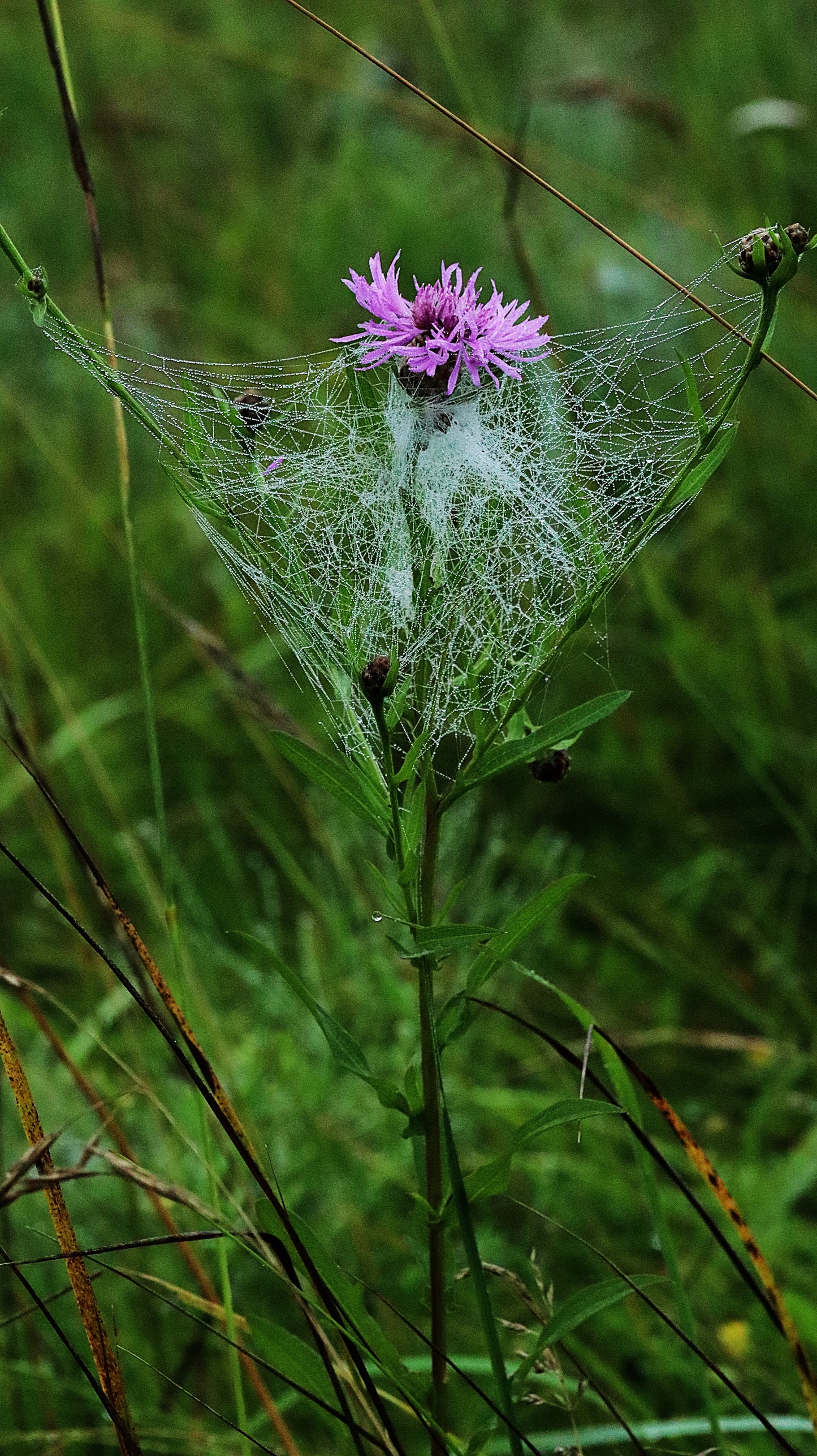 18 great photos. Forest flowers, plants, mushrooms, insects